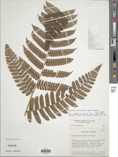 Cyathea brunnescens image