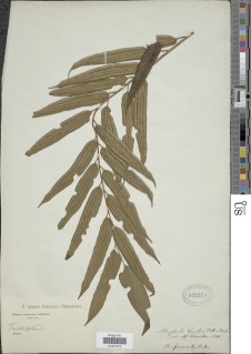 Cyathea corcovadensis image