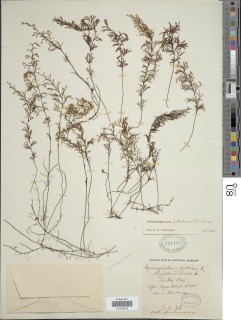 Hymenophyllum secundum image