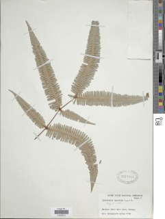 Dicranopteris speciosa image