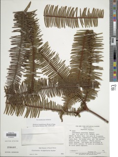 Sticherus longipinnatus image