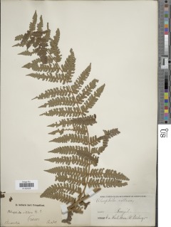 Cyathea phalerata var. phalerata image