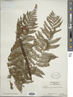 Cyathea microdonta image