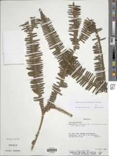 Sticherus lanosus image