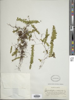 Hymenophyllum asplenioides image