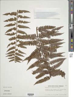 Cyathea macrosora var. macrosora image