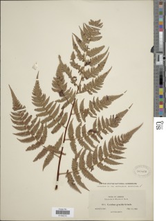 Cyathea gracilis image