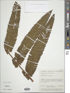 Cyathea chocoensis image