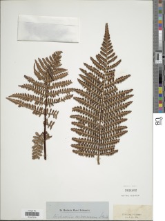 Dicksonia arborescens image