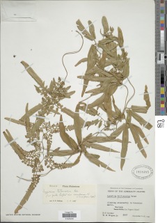 Lygodium trifurcatum image