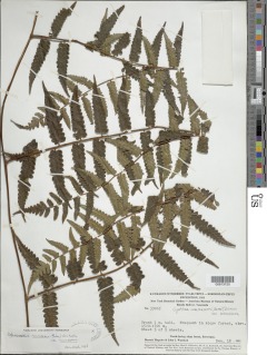 Cyathea macrosora var. macrosora image