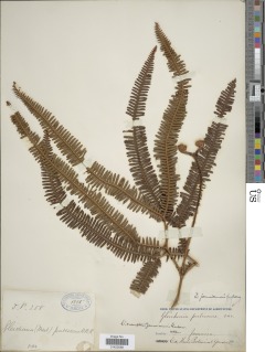 Sticherus jamaicensis image