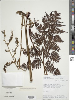 Cyathea platylepis image