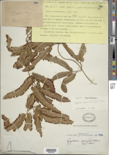Lygodium auriculatum image