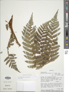 Cyathea parvifolia image