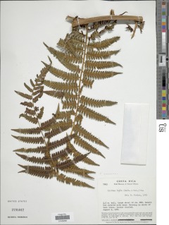 Cyathea chimborazensis var. maxonii image