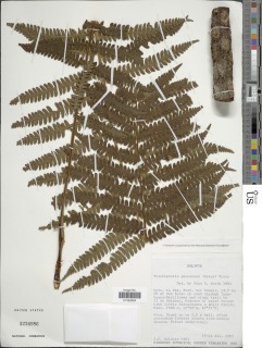 Cyathea bipinnatifida image