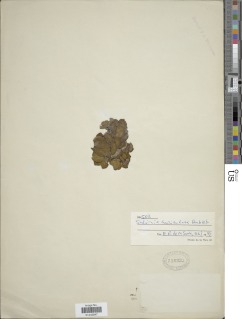 Salvinia auriculata image