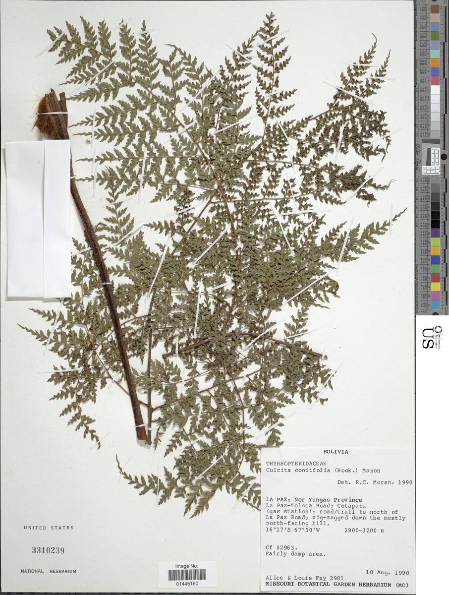 Culcitaceae image