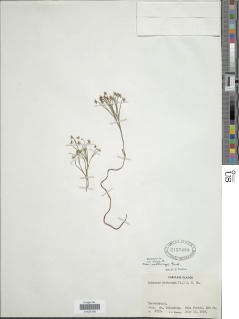 Schizaea dichotoma var. sellingii image