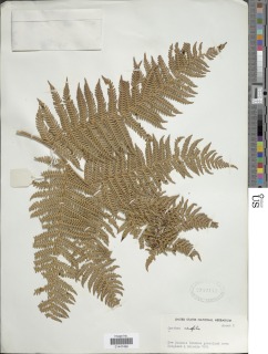 Sphaeropteris aeneifolia image