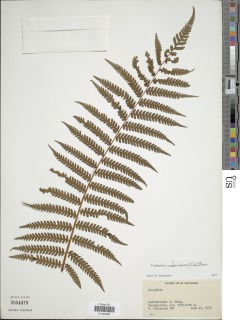 Cyathea costaricensis image