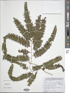 Image of Lygodium smithianum