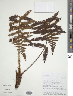 Cyathea phegopteroides image
