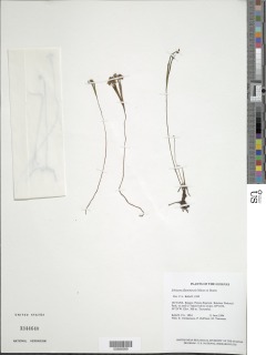 Schizaea fluminensis image