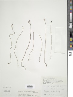 Schizaea tenella image
