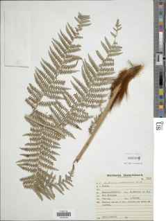 Dicksonia sellowiana image