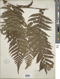 Cyathea phalerata var. phalerata image