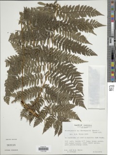 Cyathea decomposita image