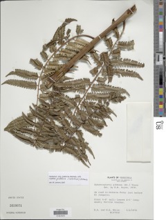 Cyathea gibbosa image