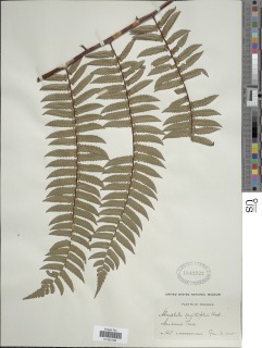 Cyathea sagittifolia image