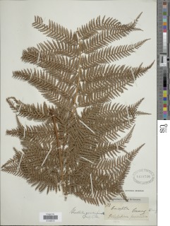 Lophosoria quadripinnata image