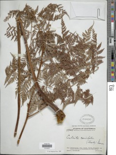 Image of Culcita coniifolia