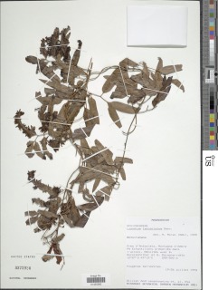 Lygodium lanceolatum image