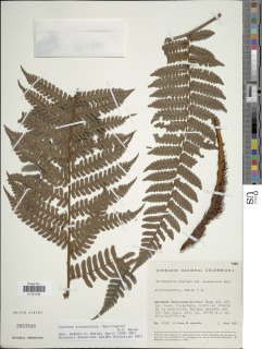 Cyathea brunnescens image