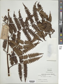 Cyathea macrocarpa image
