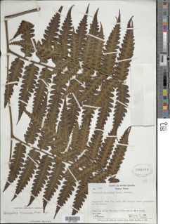 Cyathea macrocarpa image