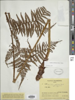 Cyathea platylepis image
