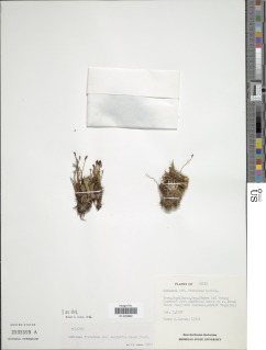 Schizaea australis image