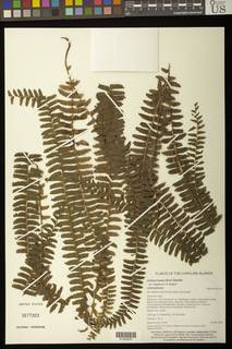 Lindsaea repens var. lingulata image