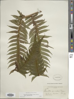 Cyathea grandifolia image