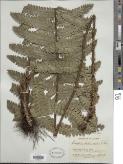Cyathea phalaenolepis image