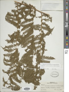 Cyathea costaricensis image