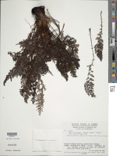 Image of Cyathea pseudoctenitoides