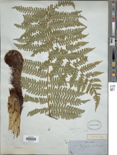 Cyathea caracasana var. caracasana image