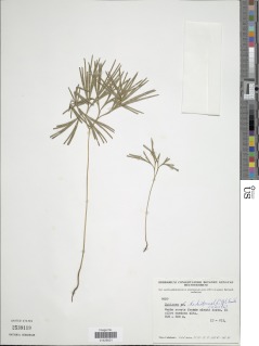 Schizaea dichotoma image